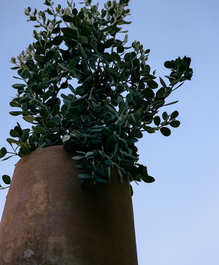 Tropicana Garden Gallery 4