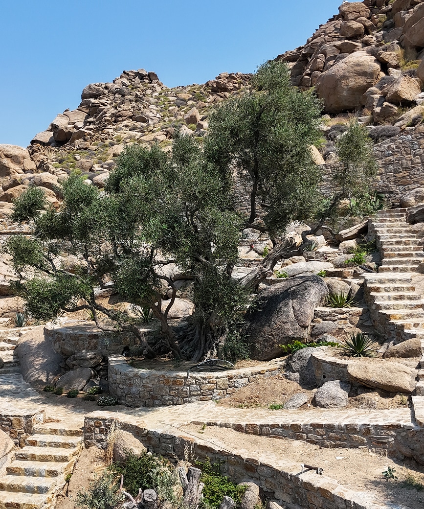 Olive tree within Tropicana's Terra Garden